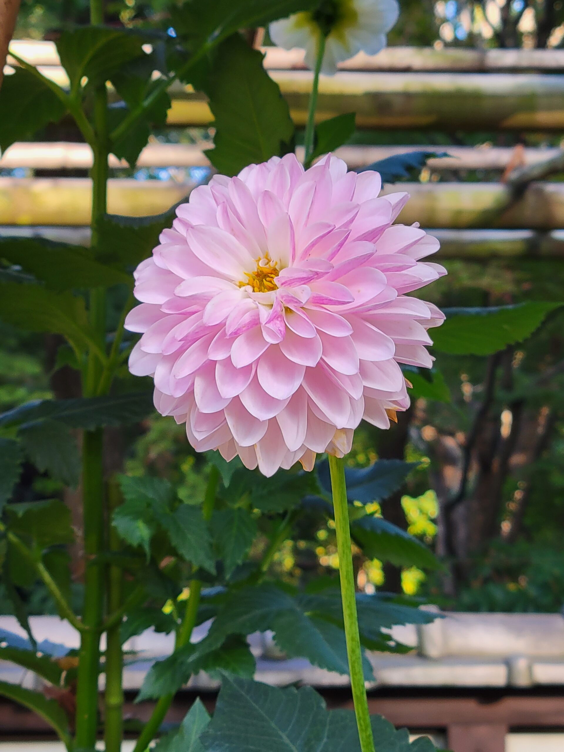 Dahlia